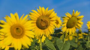 3 razloga da u svoju ishranu uvrstite suncokretovo seme