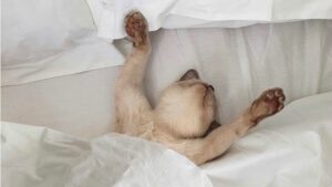 Da li je zaista zdravije spavati bez jastuka?