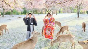 Magičan prizor: jeleni šetaju rascvetanim vrtovima u Japanu