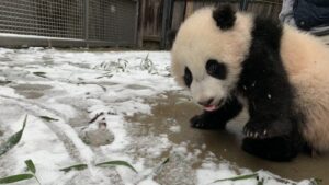 Video dana: Vašington je prekriven snegom – i džinovske pande u zoološkom vrtu su veoma srećne zbog toga