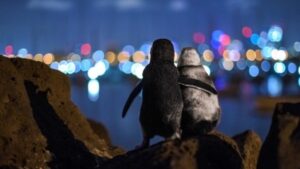Zagrljeni pingvini osvojili nagradu za najbolju fotografiju 2020. godine