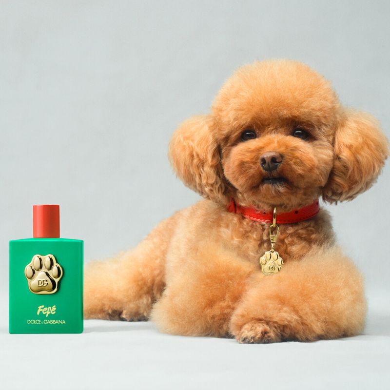 Da li je i vašem psu potrebna beauty rutina?