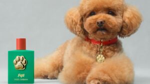 Da li je i vašem psu potrebna beauty rutina?