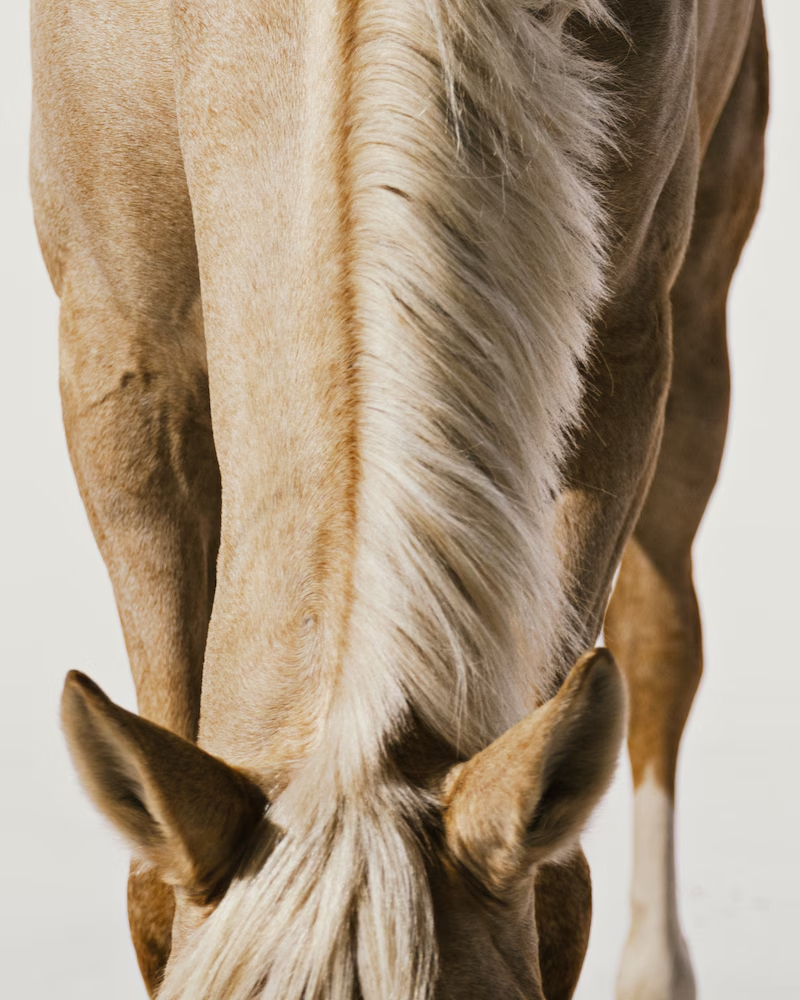 Sve kolekcije za Lunarnu Novu godinu koje slave Godinu Konja